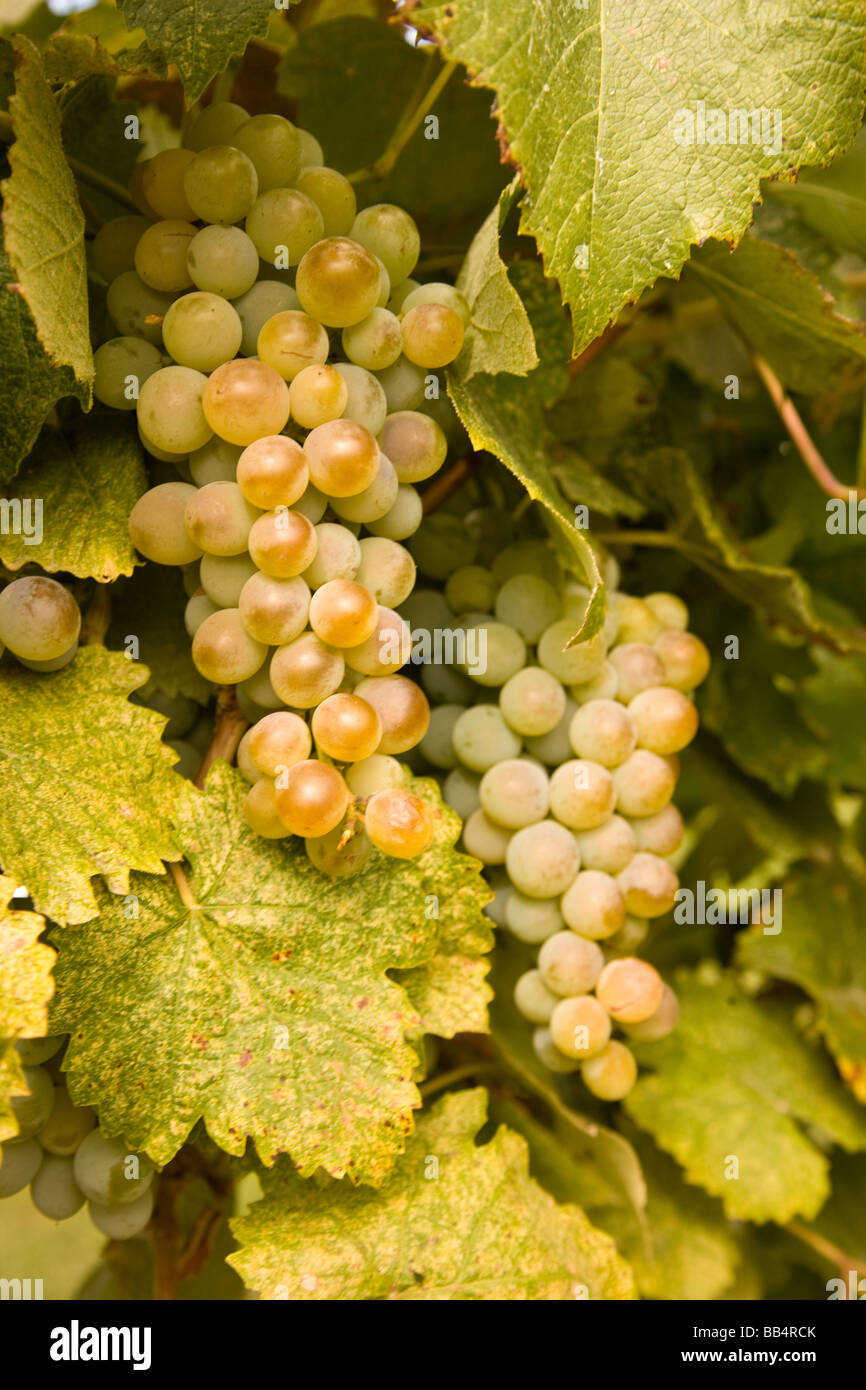 USA, Washington State, Yakima Valley. Table Grapes, Rattlesnake Hills