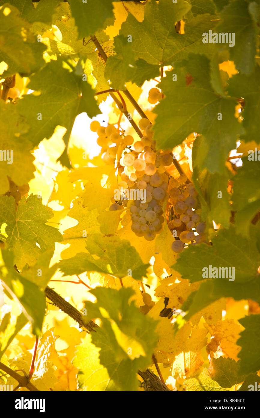 USA, Washington State, Yakima Valley. Table Grapes, Rattlesnake Hills