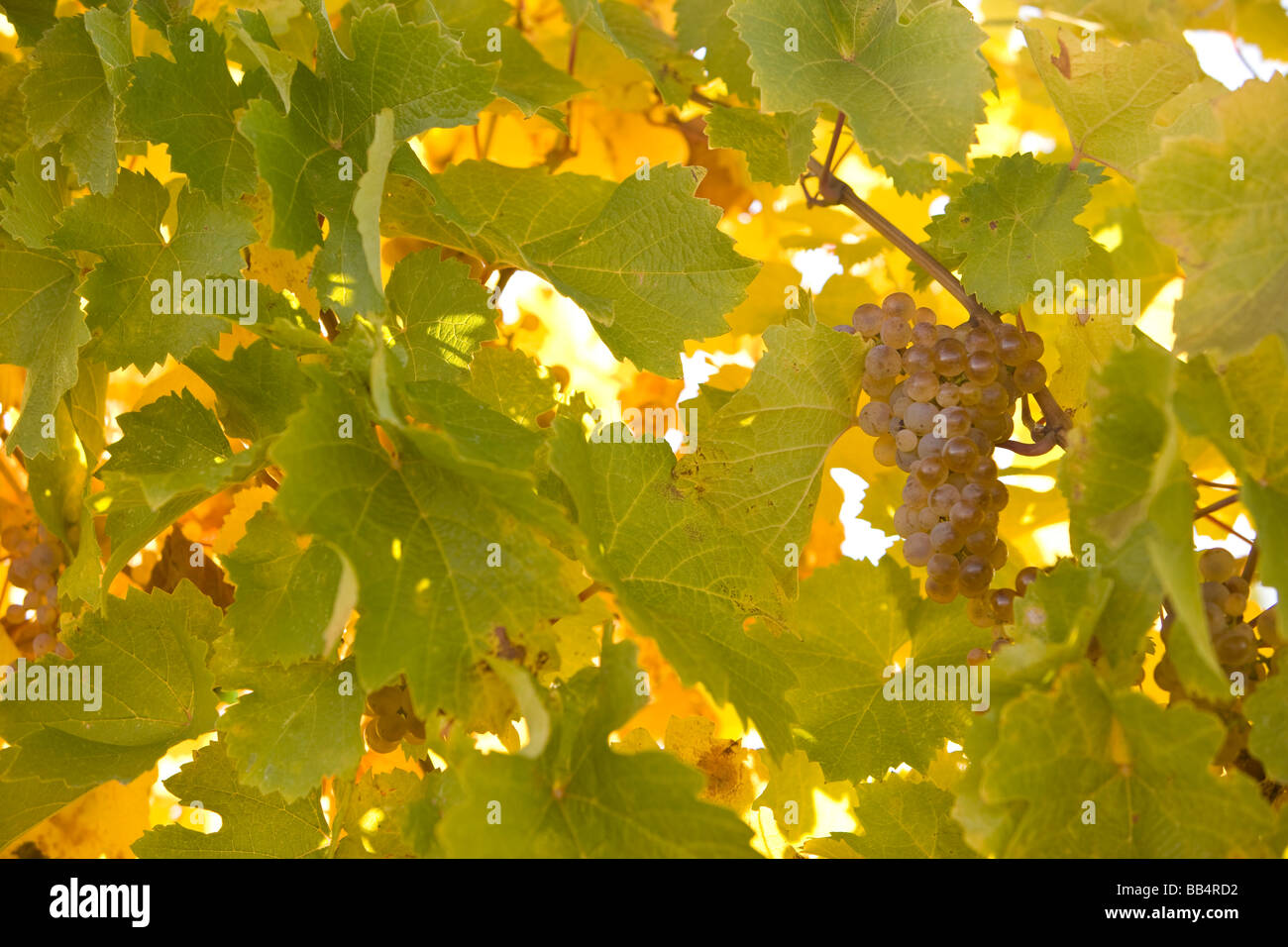 USA, Washington State, Yakima Valley. Table Grapes, Rattlesnake Hills