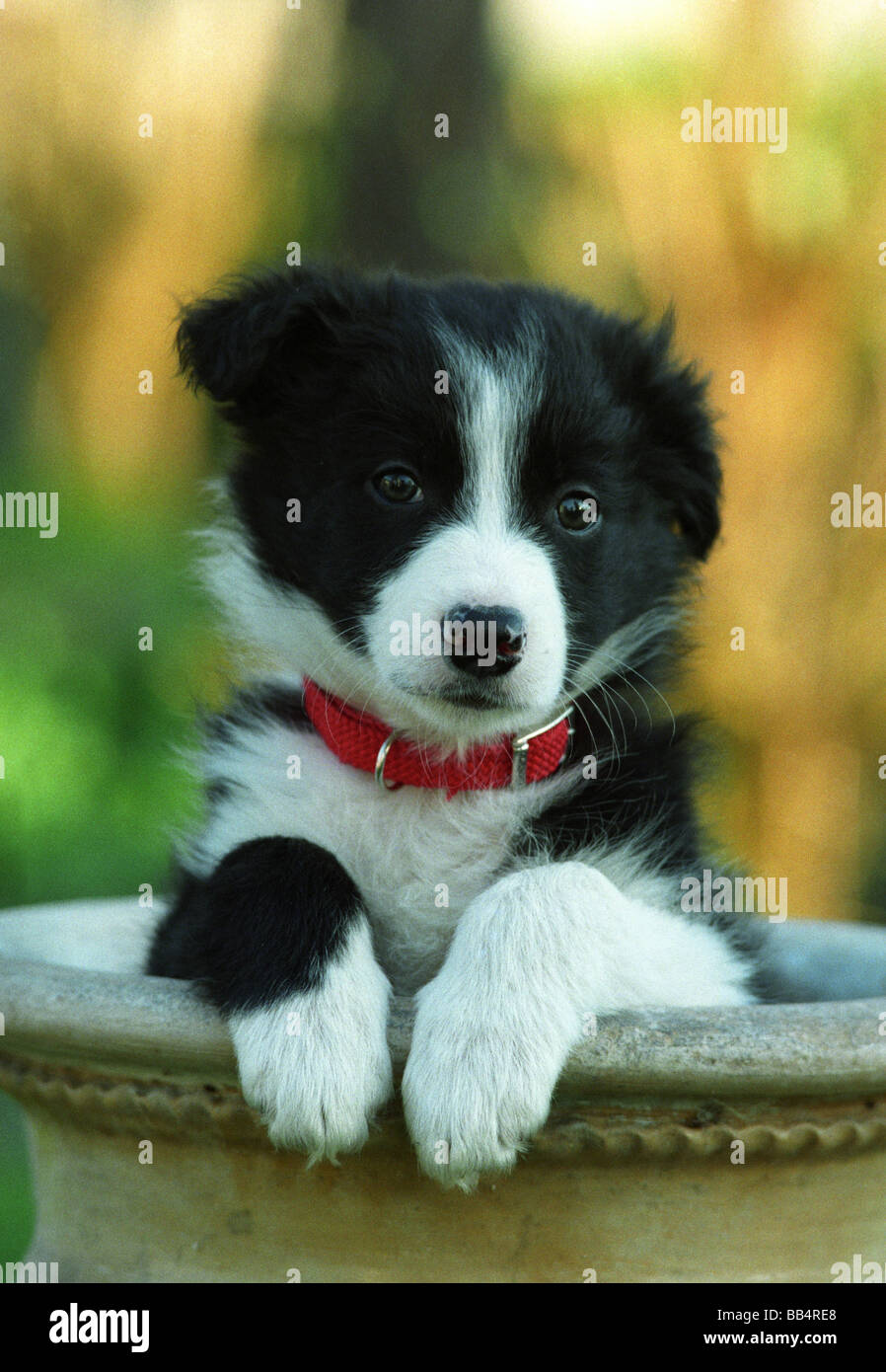 Border Collie puppy in plant pot Stock Photo