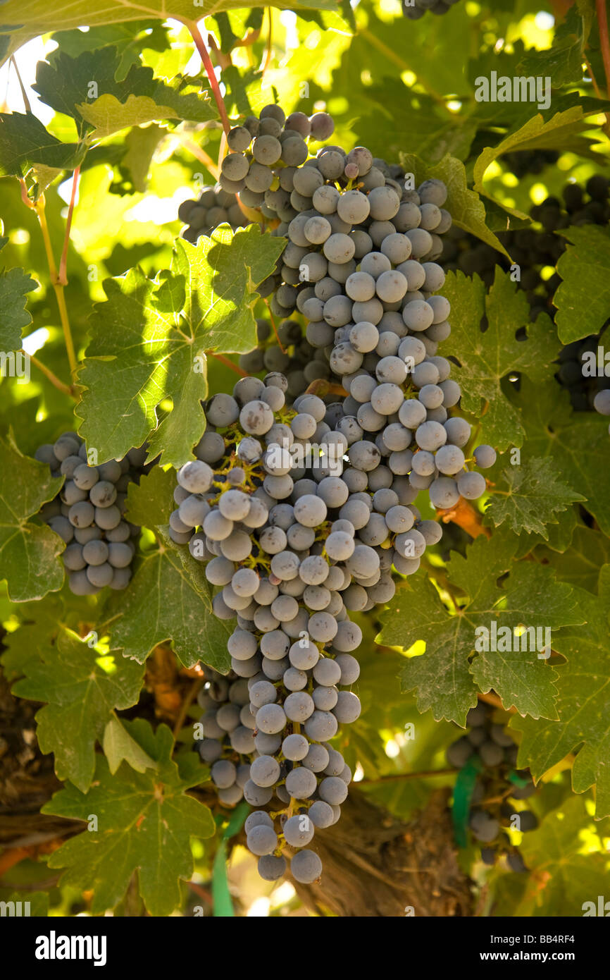 USA, Washington State, Zillah. Merlot Grapes at Roza Hills Vineyard, Rattlesnake Hills Wine