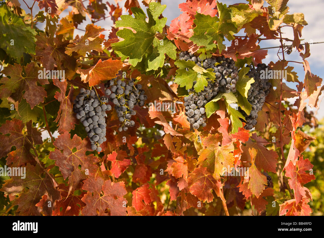 USA, Washington State, Zillah. Pinot Noir grapes near Zillah, Rattlesnake Hills Wine Trail Stock
