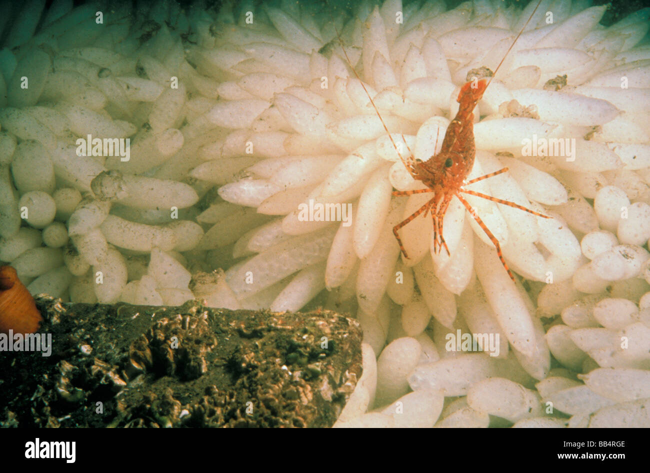 USA, Washington, Puget Sound. Large shrimp feeding on squid eggs. Stock Photo