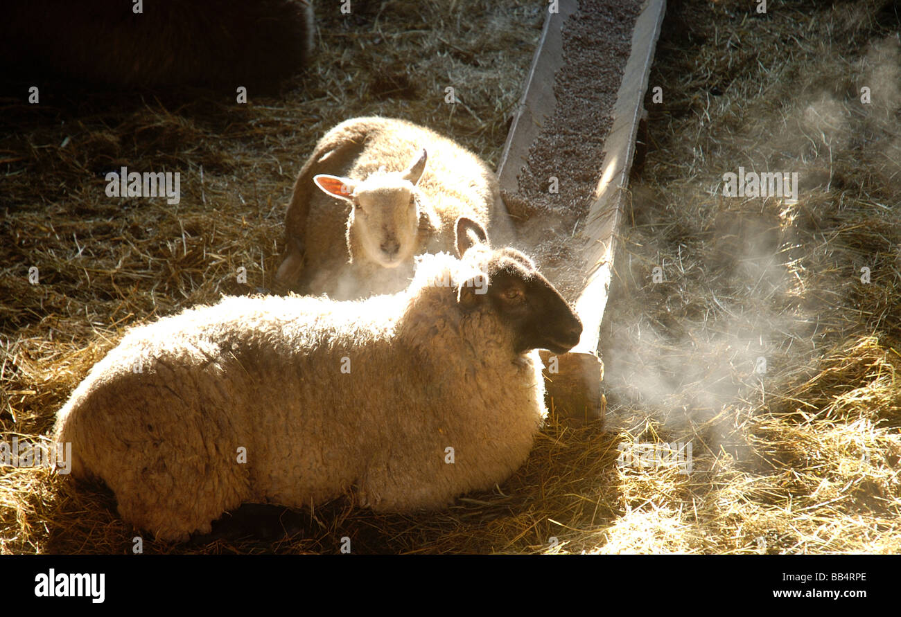 Sheep taking refuge in a Barn during a cold winter breathing out steam Stock Photo