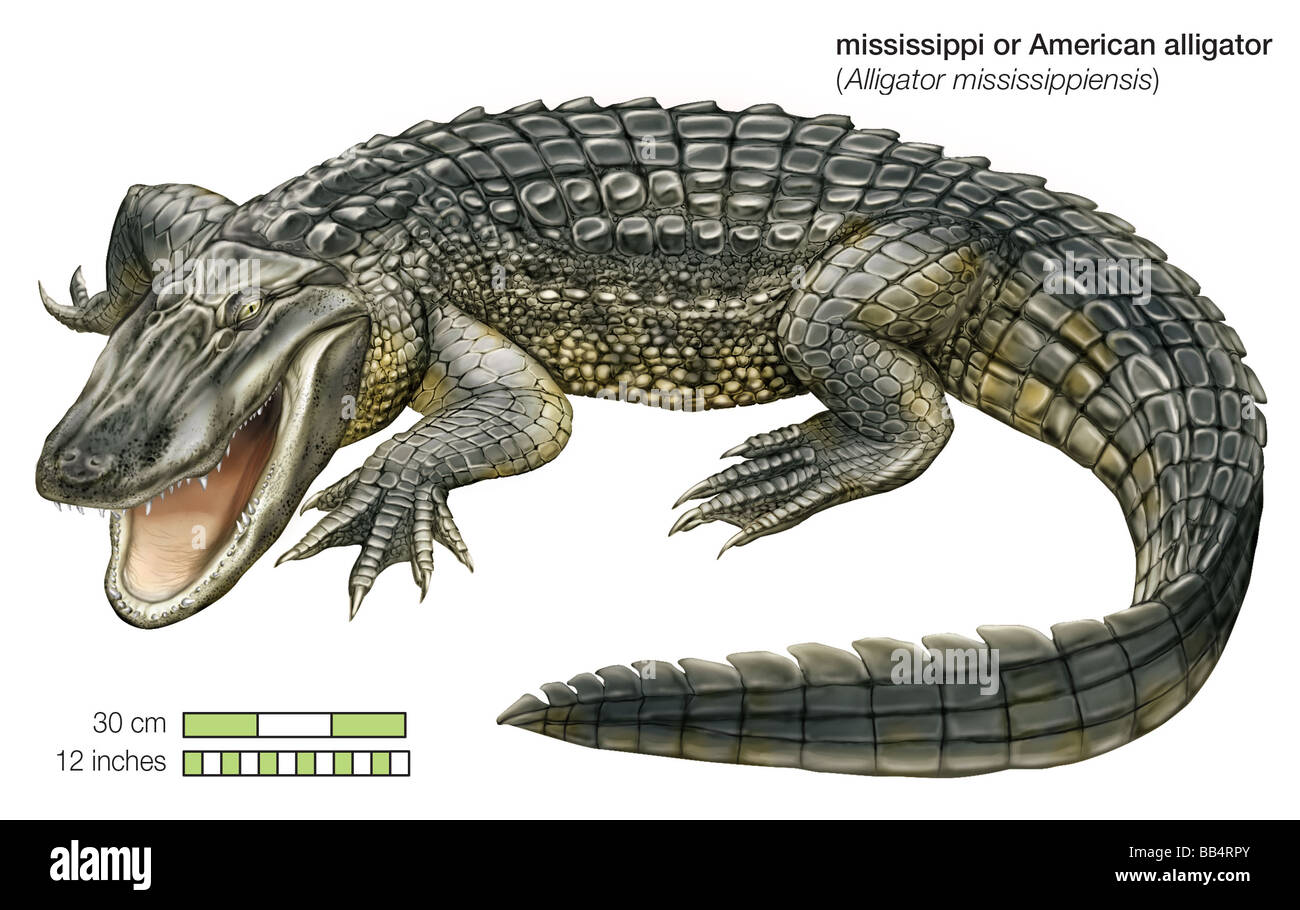 American alligator (Alligator mississippiensis) Stock Photo
