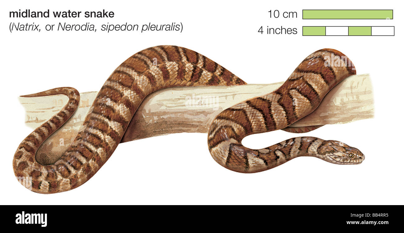 Midland water snake (Nerodia sipedon pleuralis) Stock Photo