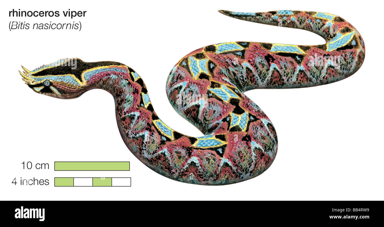 Rhinoceros viper (Bitis nasicornis Stock Photo - Alamy