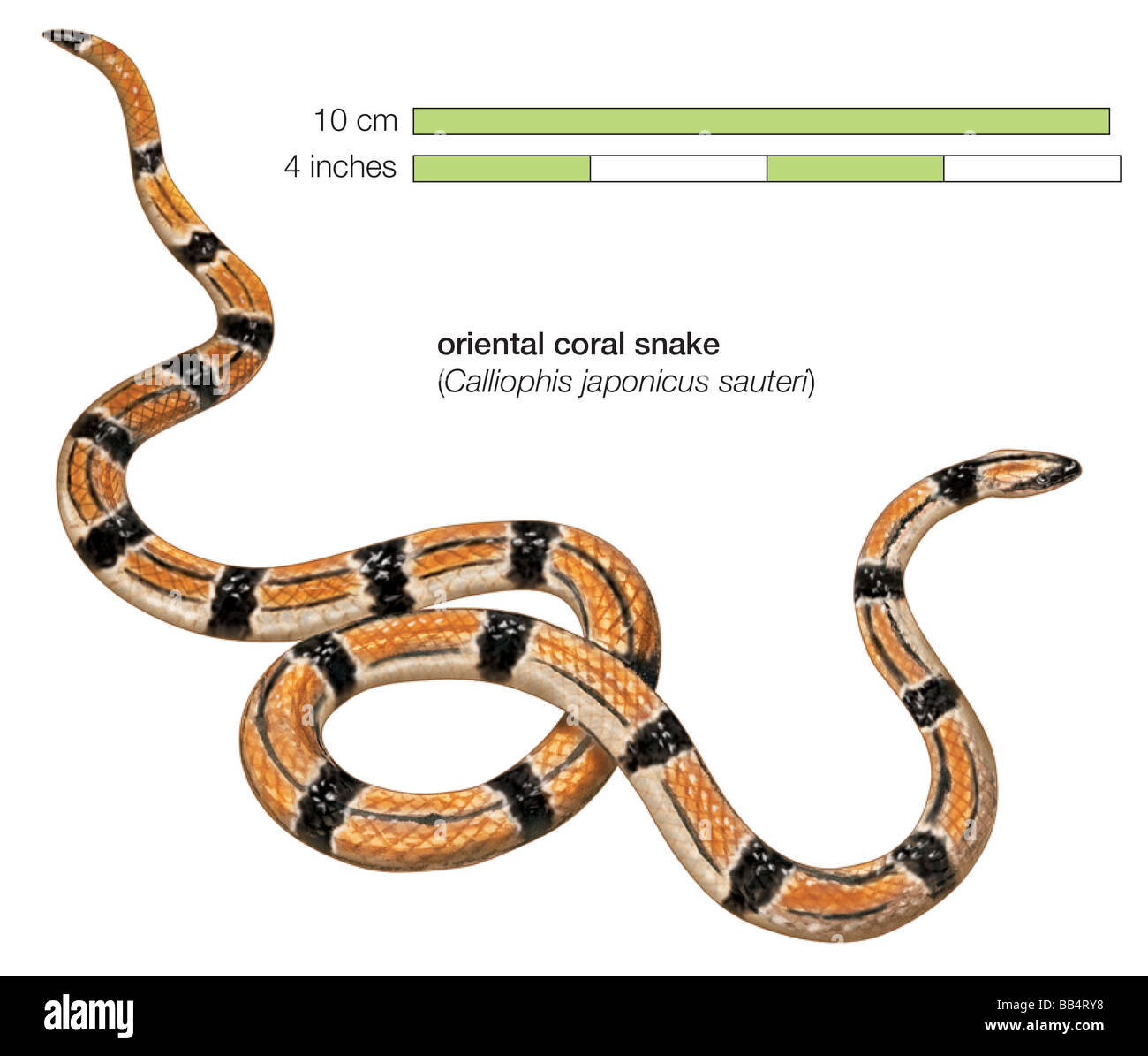 Oriental coral snake (Calliophis japonicus sauteri) Stock Photo