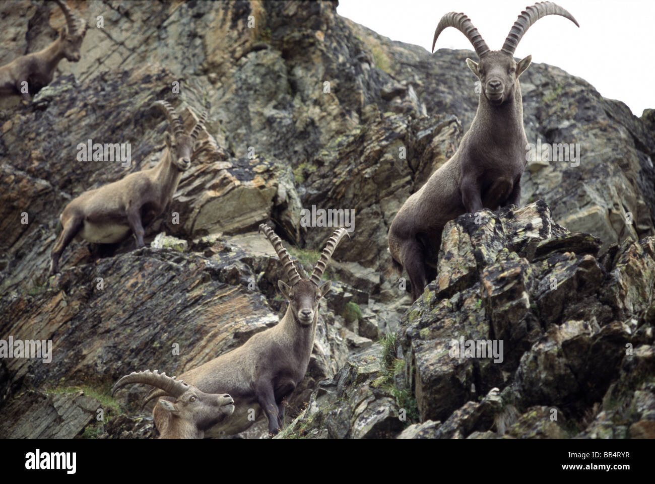 Capricorn (Capra ibex) group in the Silvretta mountain range, Alps, Austria Stock Photo