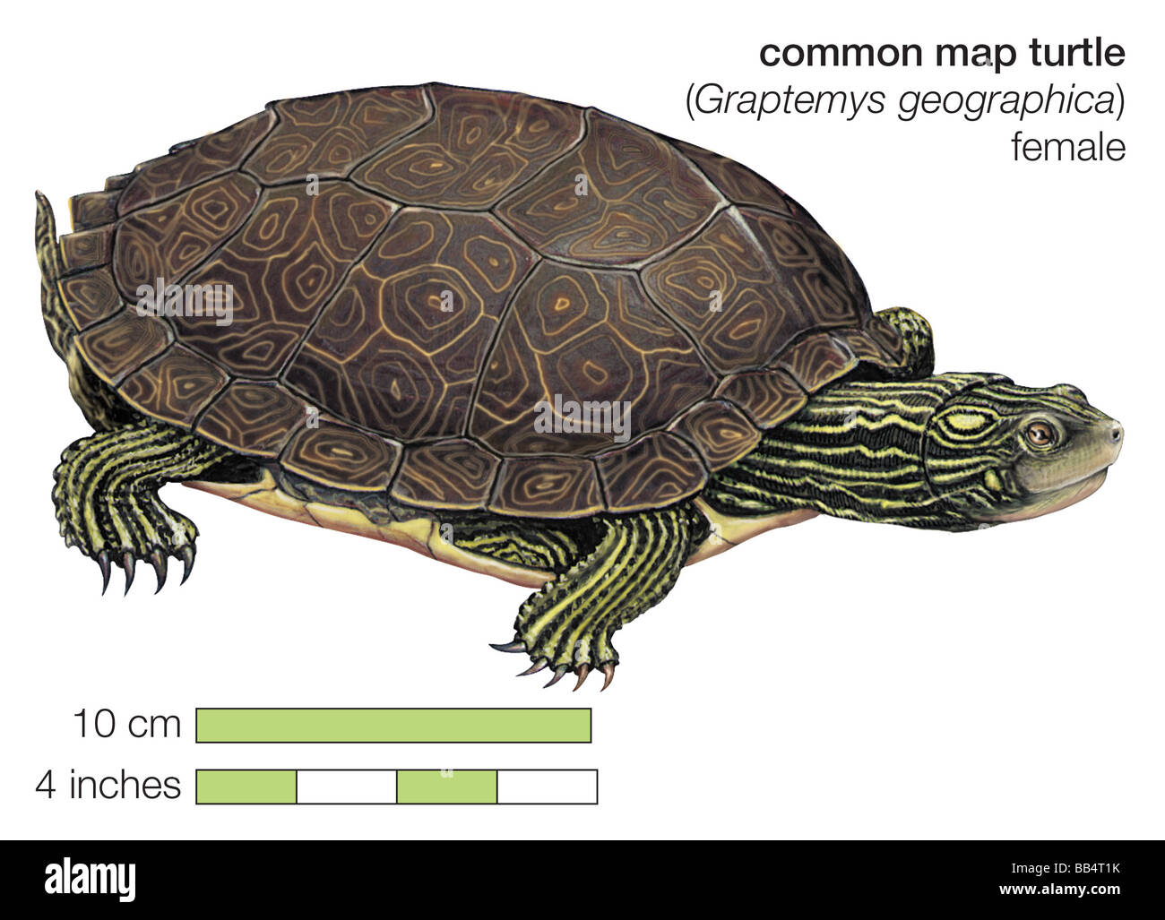 Female common map turtle (Graptemys geographica) Stock Photo