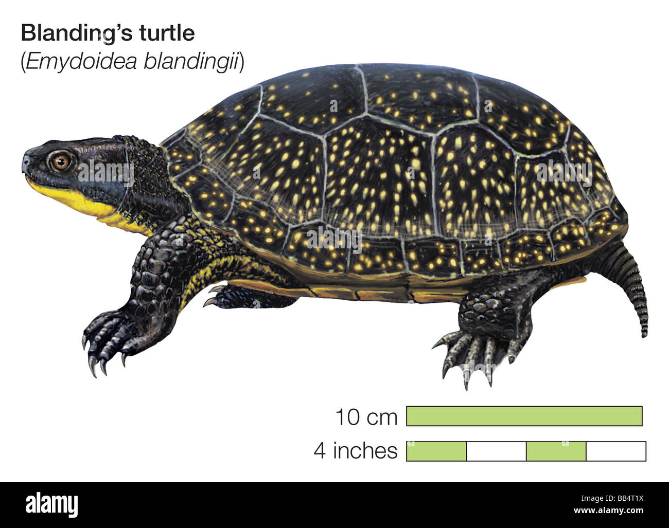 Blanding's turtle hi-res stock photography and images - Alamy