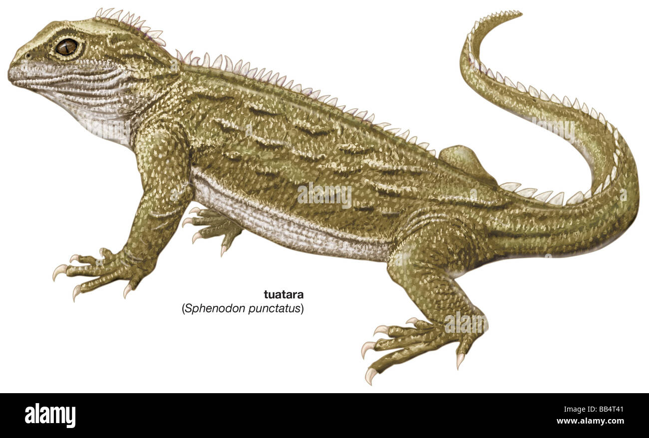 Tuatara (Sphenodon punctatus) Stock Photo