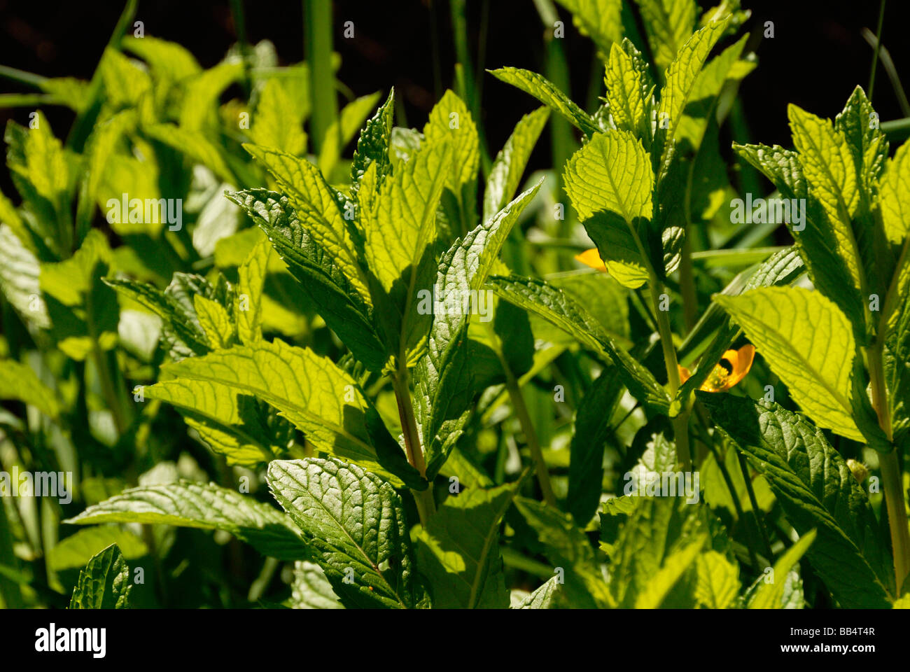Spearmint in herb garden Stock Photo