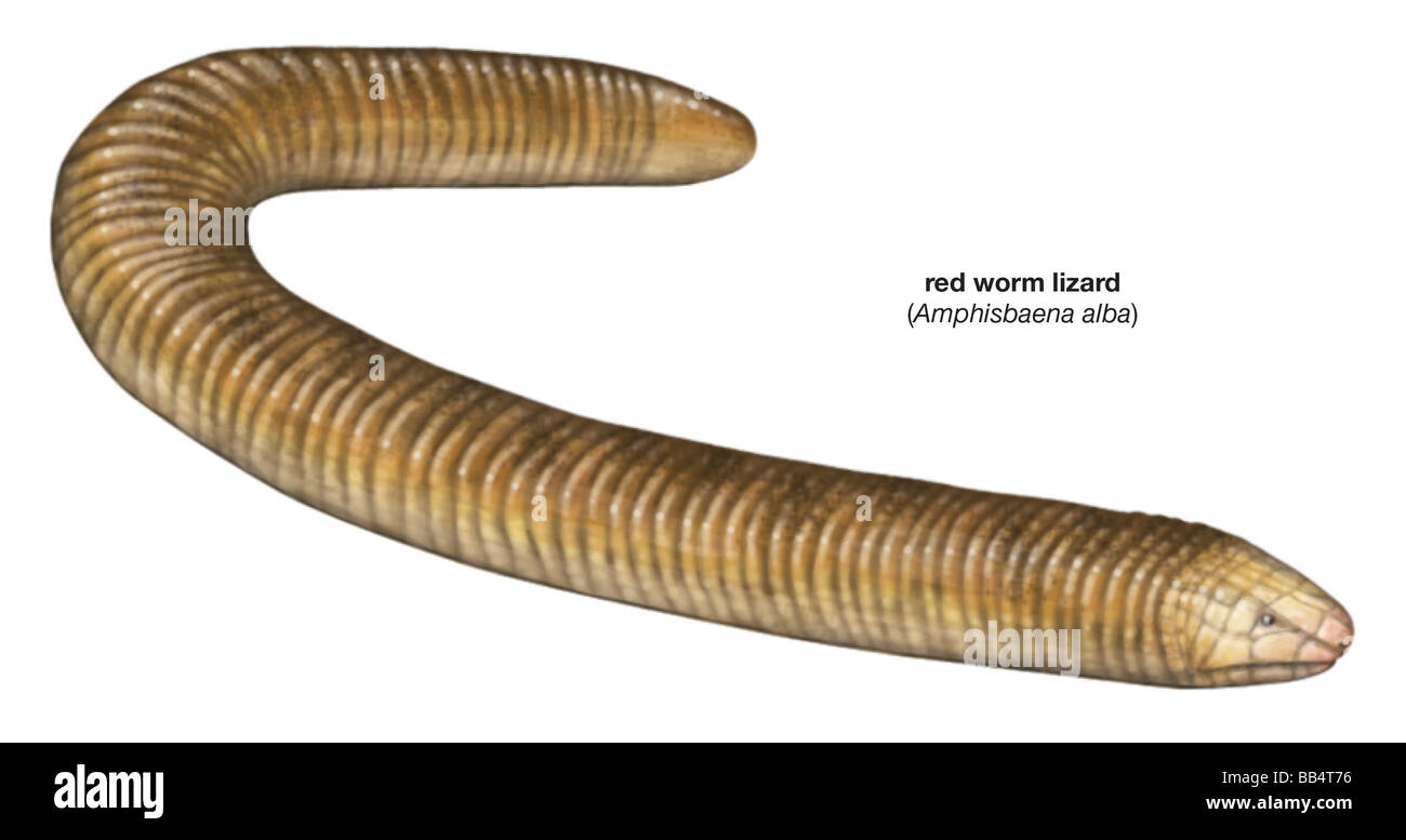 Red worm lizard (Amphisbaena alba) Stock Photo