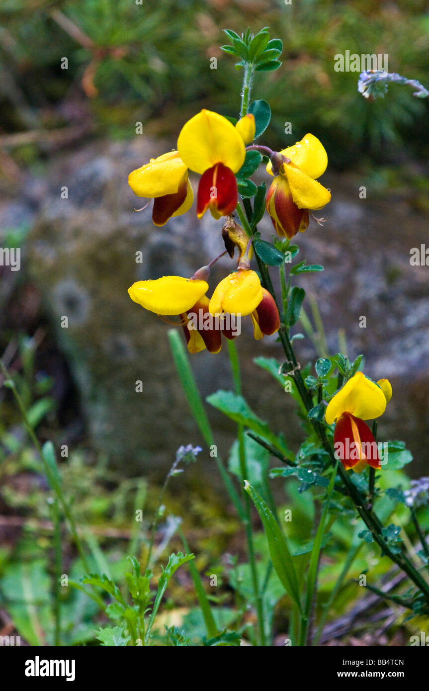 USA, WA, Whidbey Island Non-native Scotch Broom was introduced as an ornamental Stock Photo