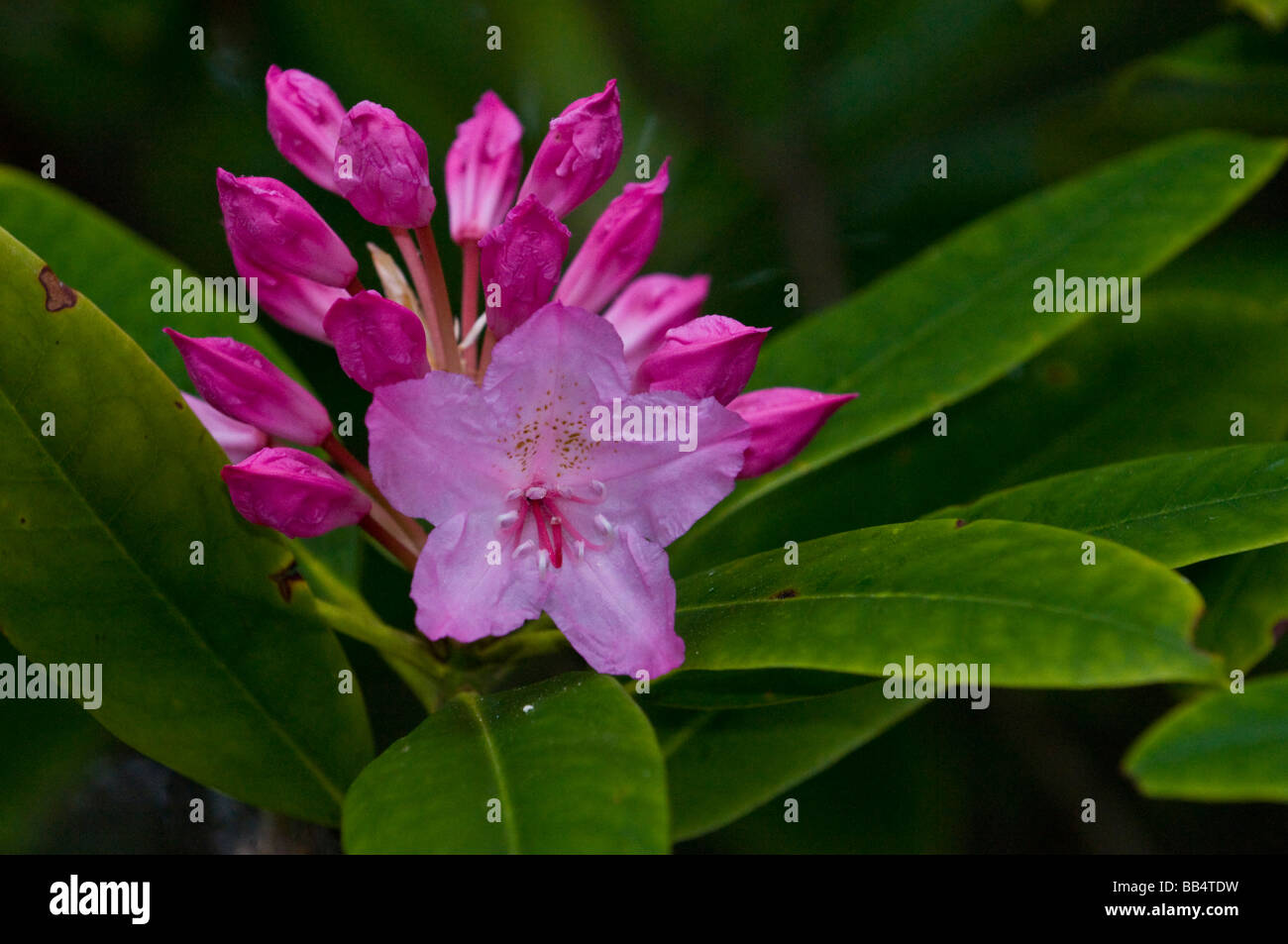 USA, WA, Whidbey Island, Fort Ebey State Park. Native rhododendron  blooms brighten forest in late spring. Stock Photo