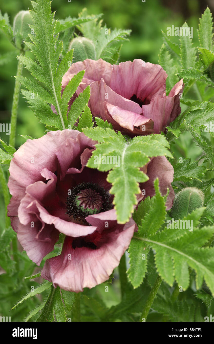 Close up Papaver orientale 'Patty's Plum' flowering in May in an English garden, England, UK Stock Photo