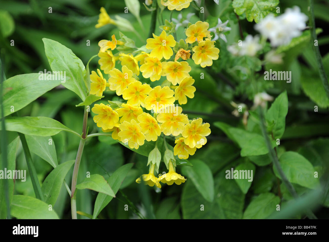 False Oxlip Primula x polyantha Natural hybrid of Cowslip and Primrose Stock Photo