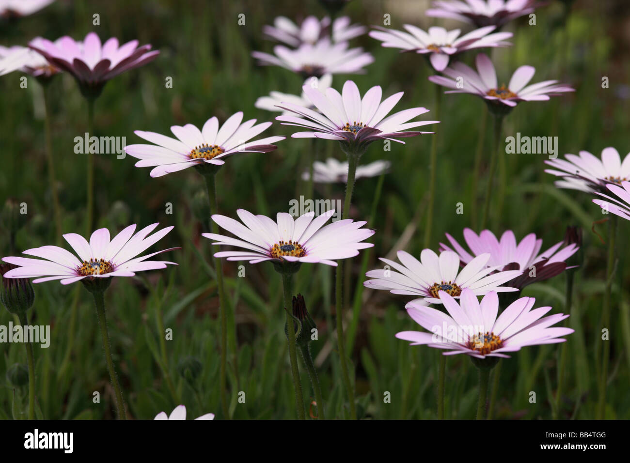 Summer flower border hi-res stock photography and images - Alamy