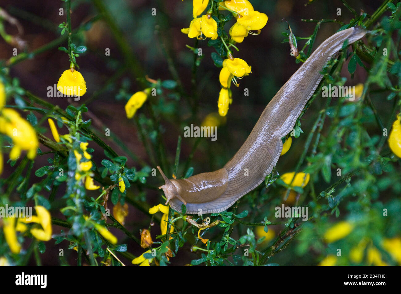 USA, WA, Whidbey Island. Giant slug on Scotch Broom.  Large variety of large slugs in damp Pacific Northwest Stock Photo