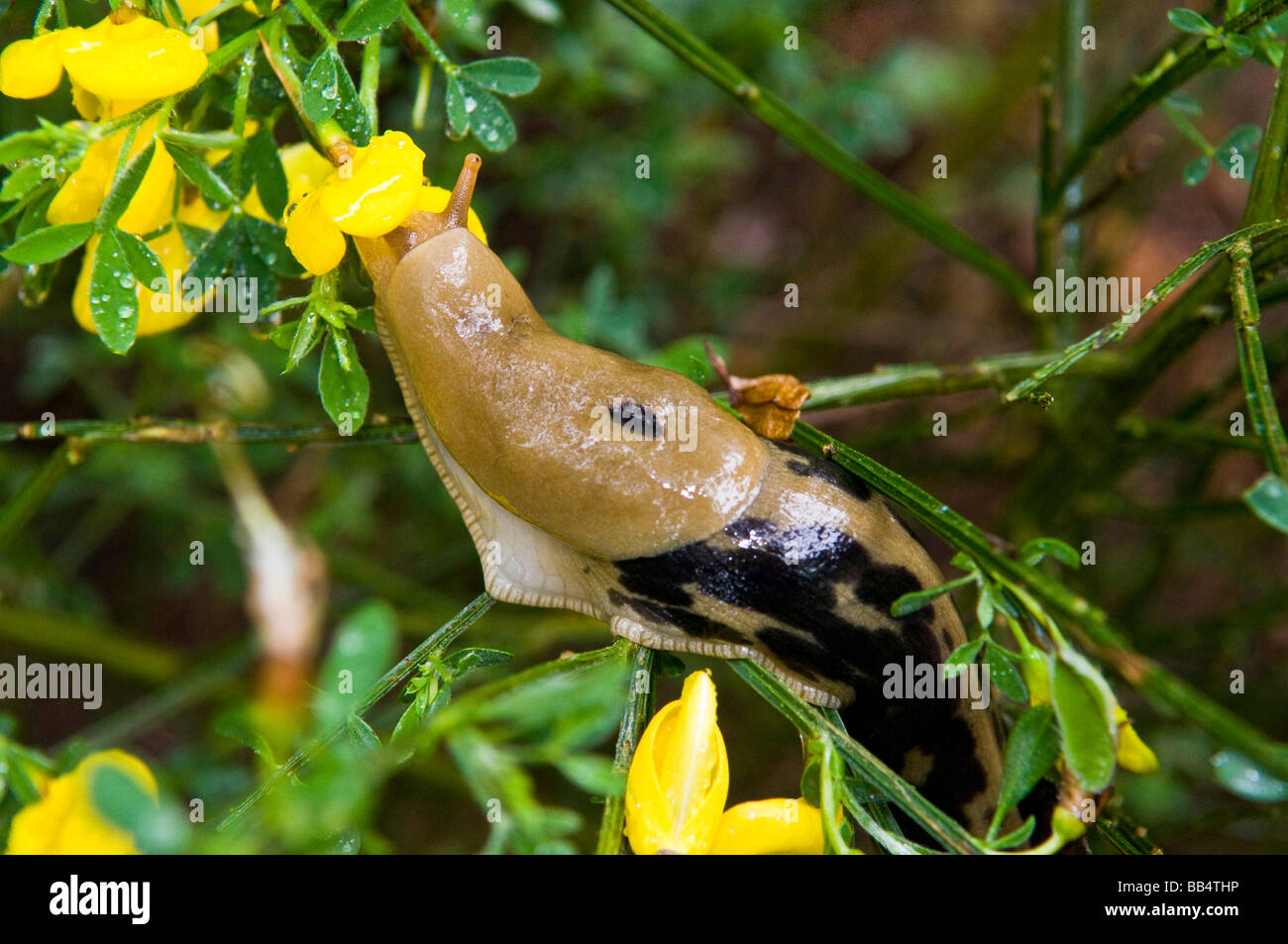 USA, WA, Whidbey Island. Banana slug (Ariolimax columbianus) on Scotch Broom.  Large variety of slugs in damp Pacific Northwest Stock Photo