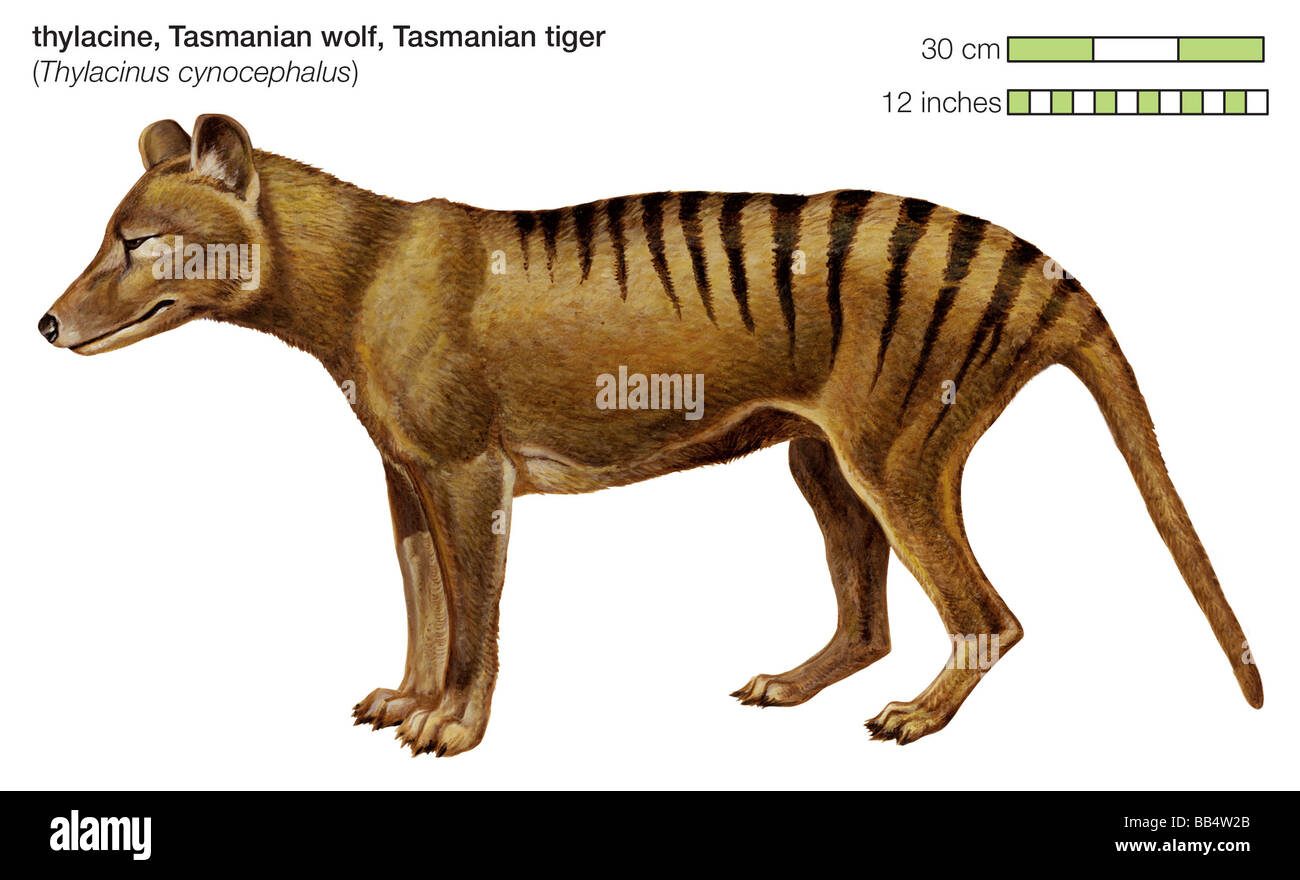 The Tasmanian tiger was a carnivorous marsupial found in Australia and New Guinea until its extinction in the 1930s. Stock Photo