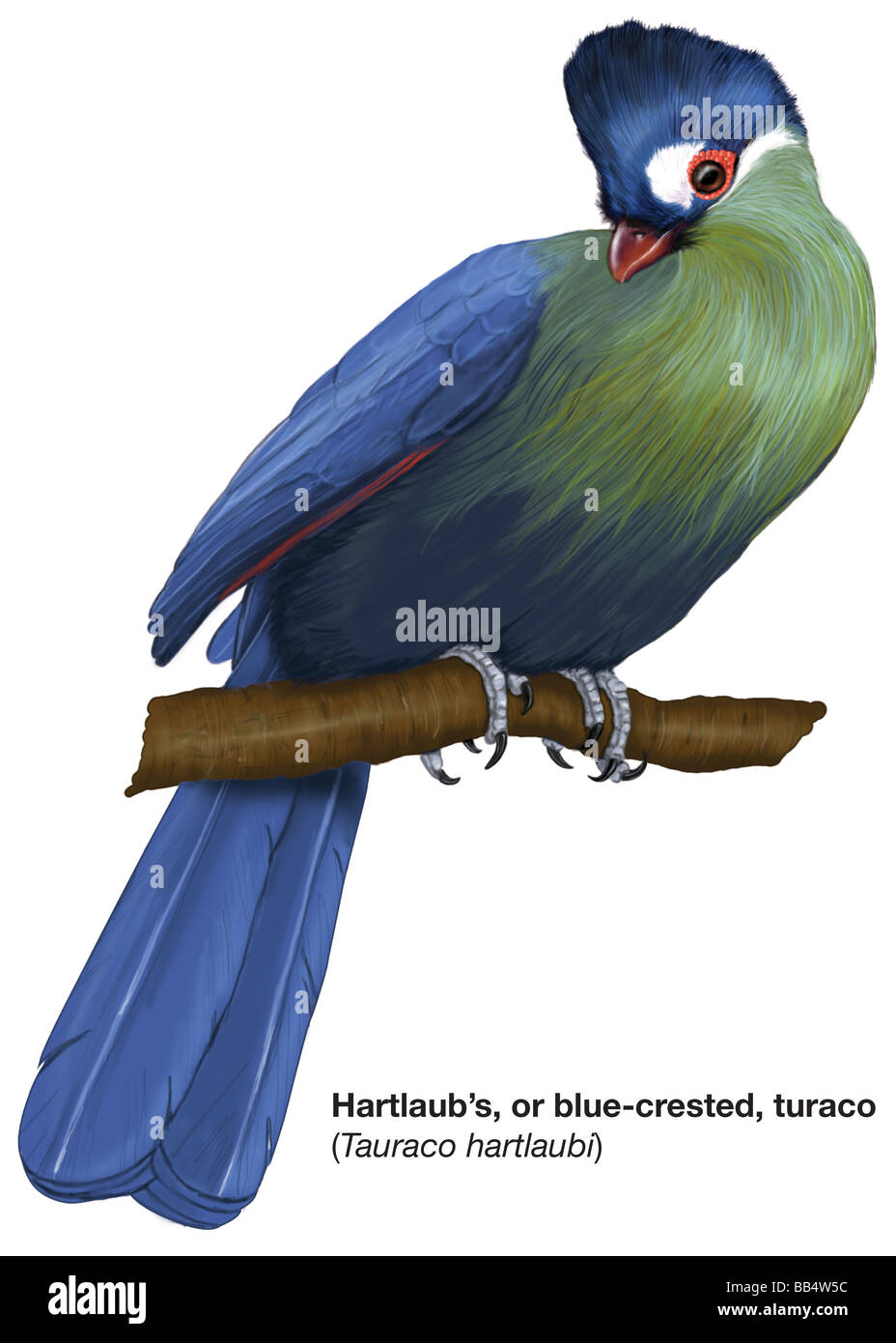 Hartlaub's or blue-crested turaco (Tauraco hartlaubi) Stock Photo