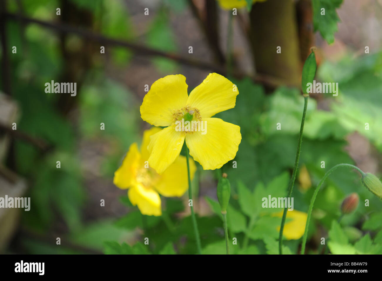 Yellow Alpine Poppy Papaver Alpinum in flower Stock Photo