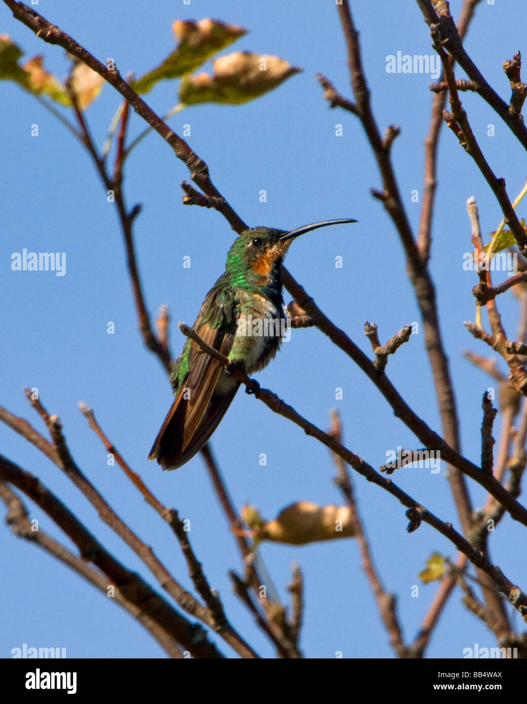 Green Breasted Mango Hummingbird Stock Photo