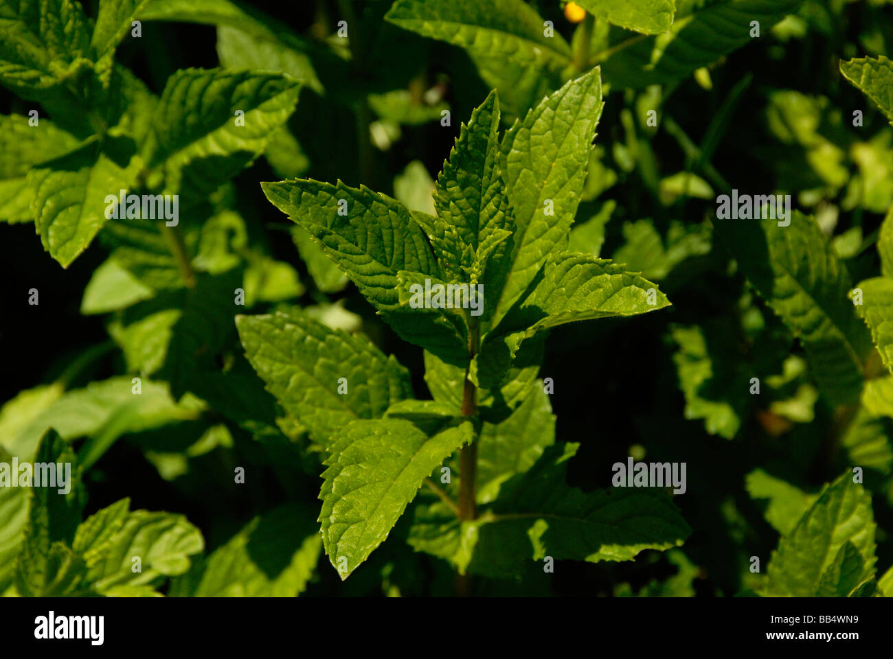 Spearmint in herb garden Stock Photo