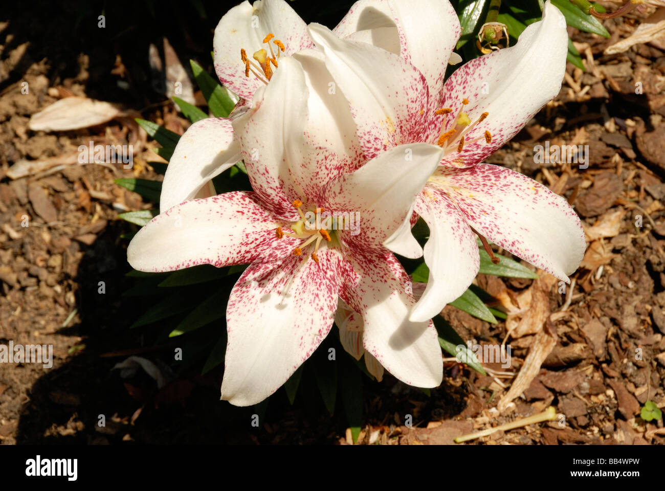 Pink flower in garden Stock Photo - Alamy