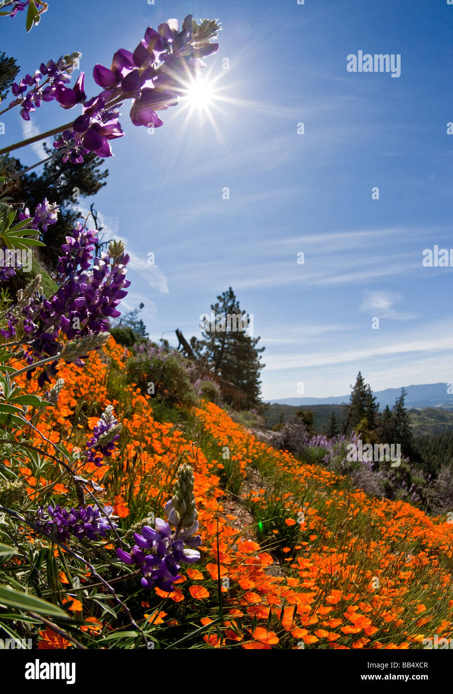 Poppy and Lupine wildflowers, Figueroa Mountain, Los Padres National