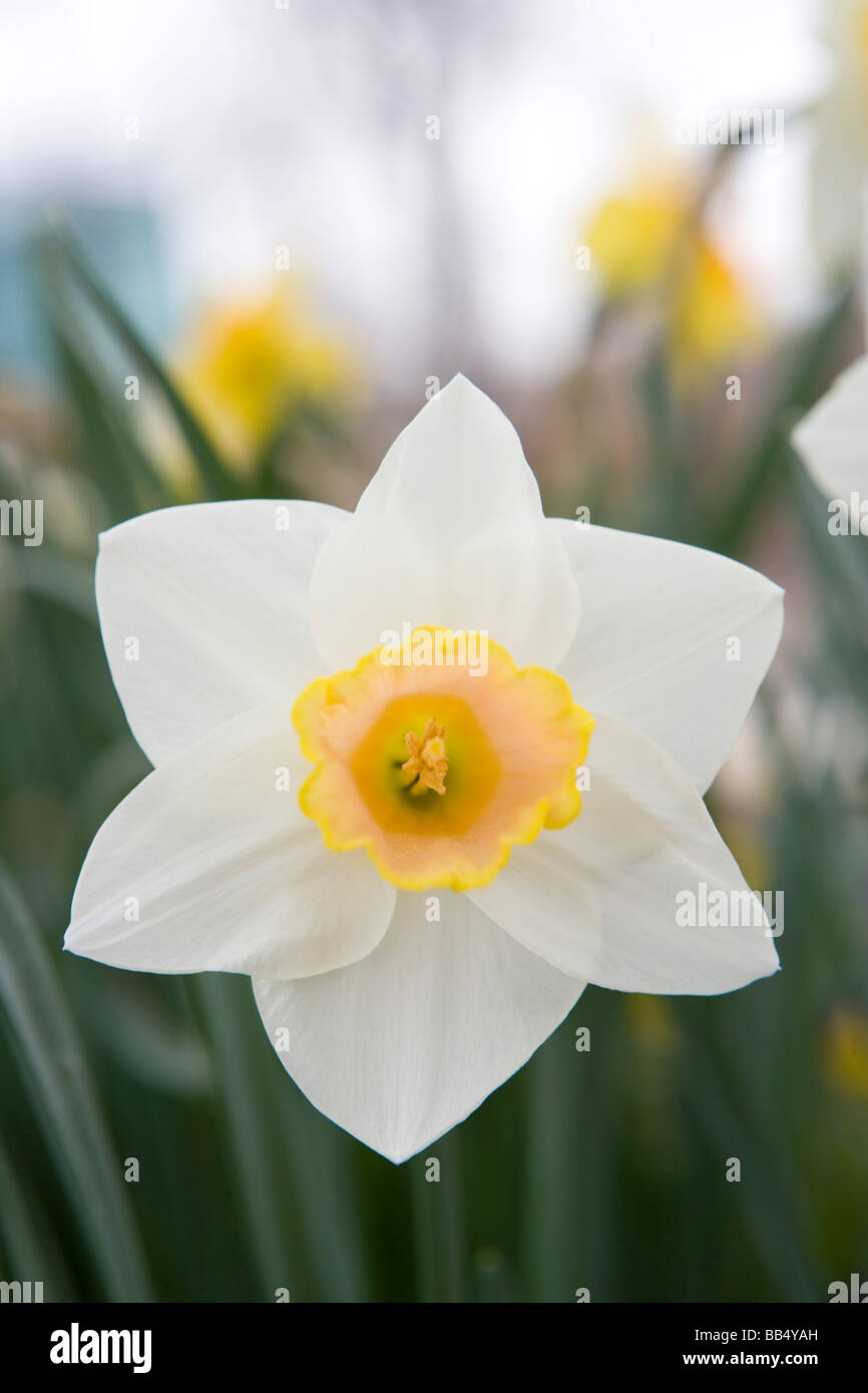 closeup of daffodil flower Stock Photo