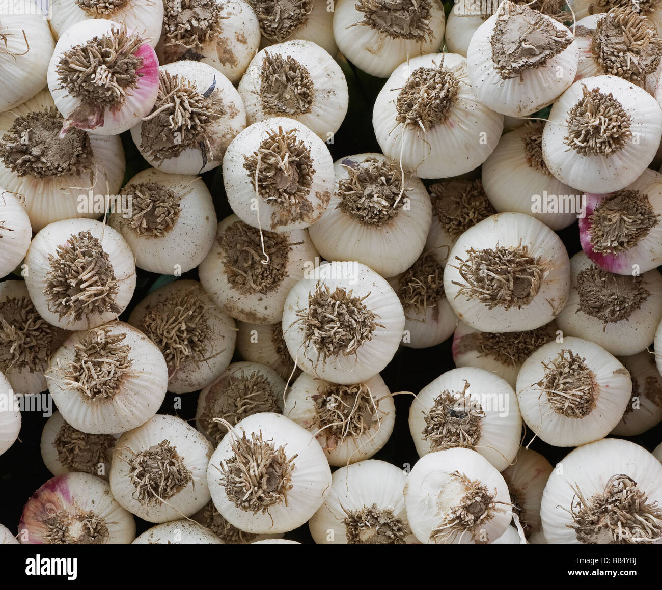 cloves of garlic for sale Stock Photo Alamy