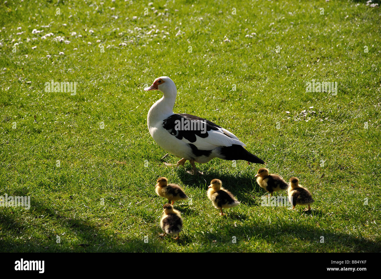 Duck with ducklings, Lincoln, Lincolnshire, England, United Kingdom Stock Photo