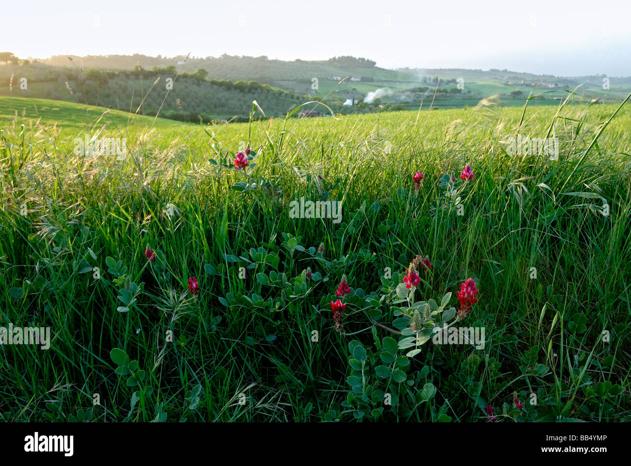 Wild flowers in tuscany italy hi-res stock photography and images - Alamy