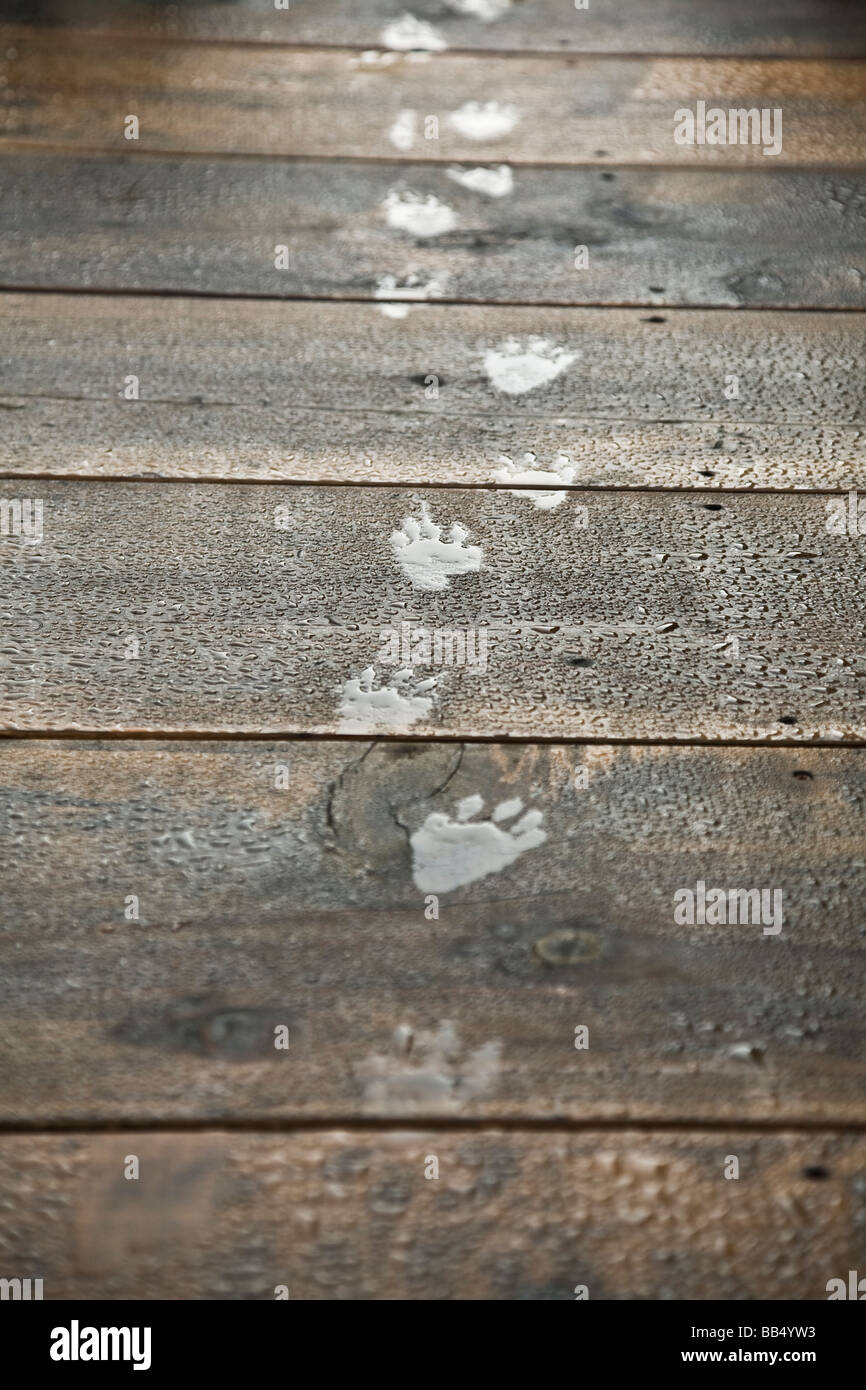 Raccoons footprints Stock Photo