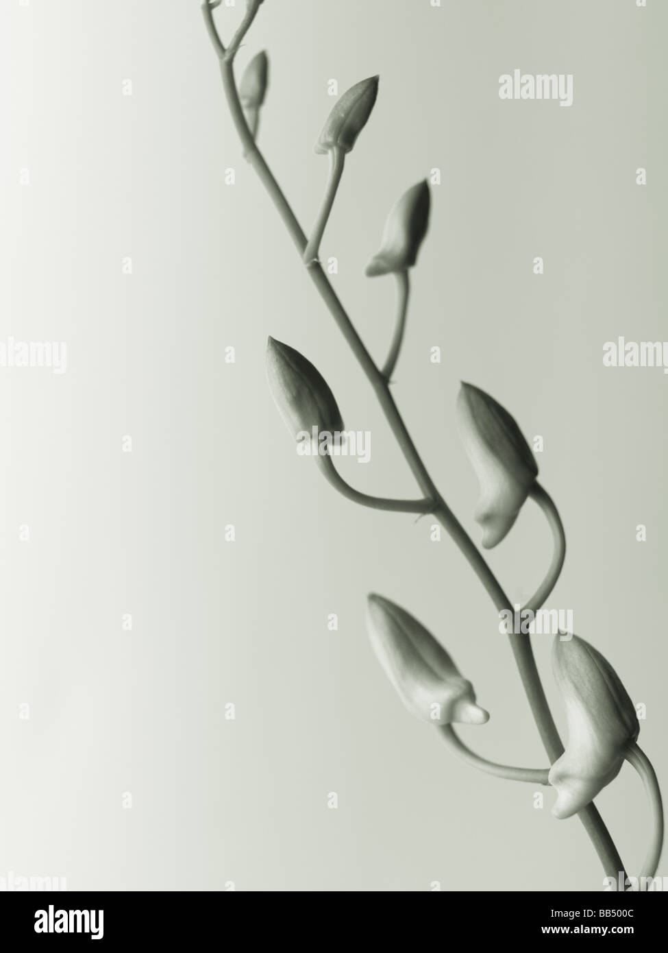 Phalaenopsis flower buds Stock Photo