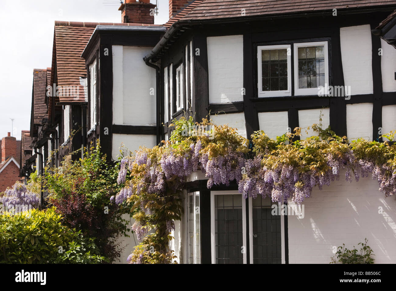 England Berkshire Bray Village Ferry End terrace of wisteria hung cottages Stock Photo