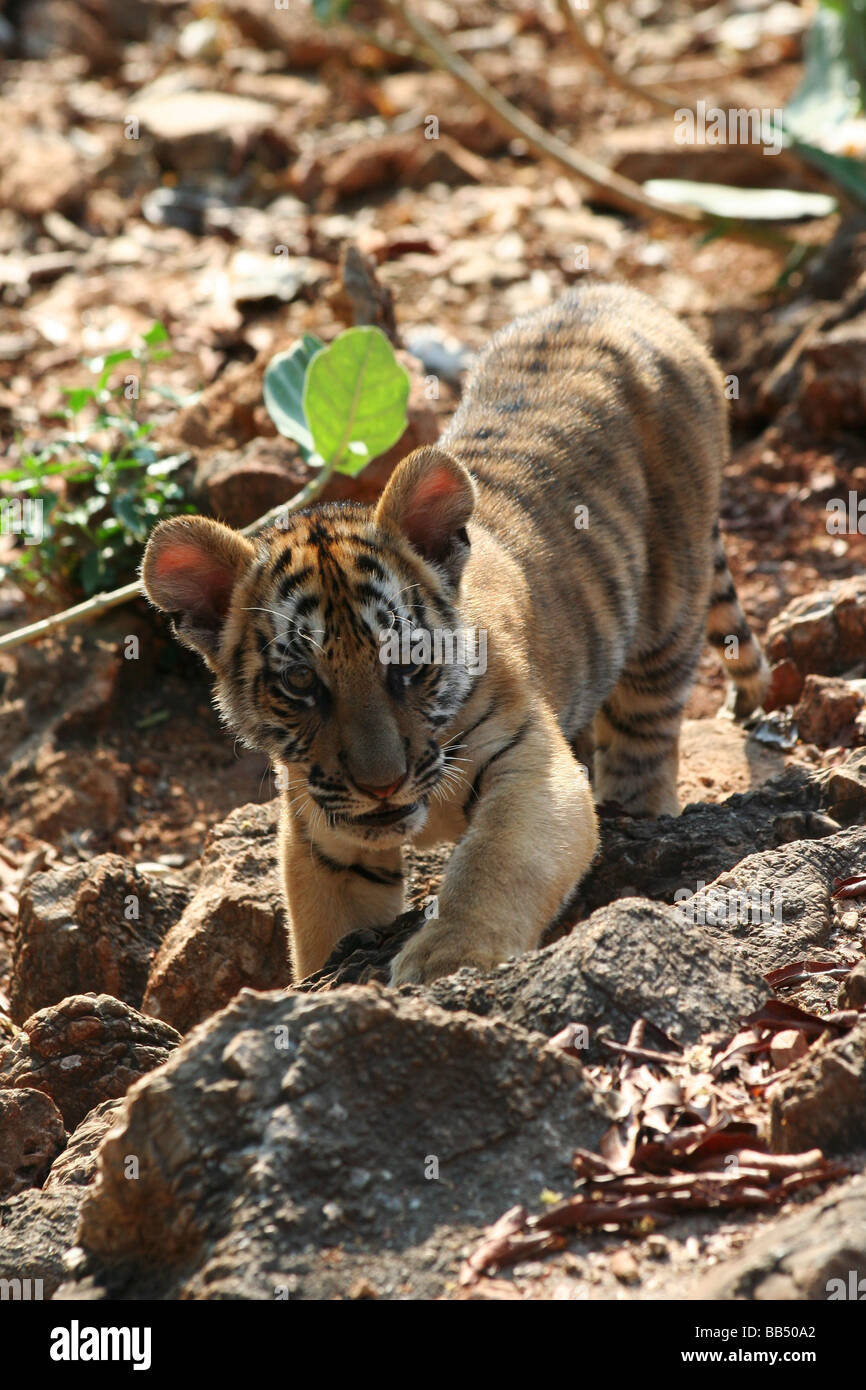 Critically endangered Indochinese tiger cubs found in Thai jungle, World  News