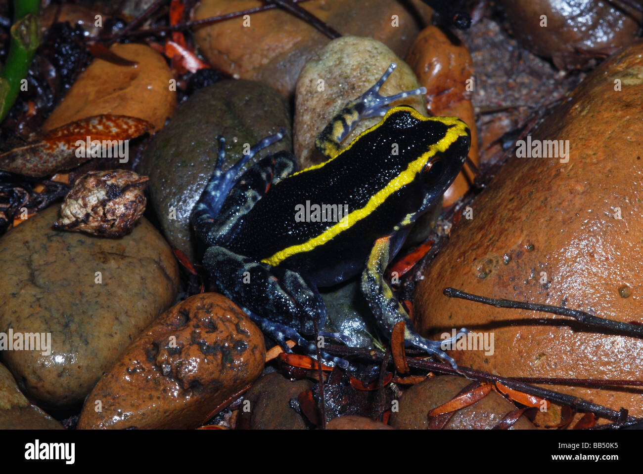 Spot-legged poison dart frog (Epipedobates pictus), Madre de Dios, Peru