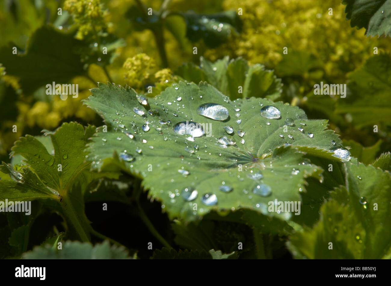 Ladys mantle plant hi-res stock photography and images - Alamy