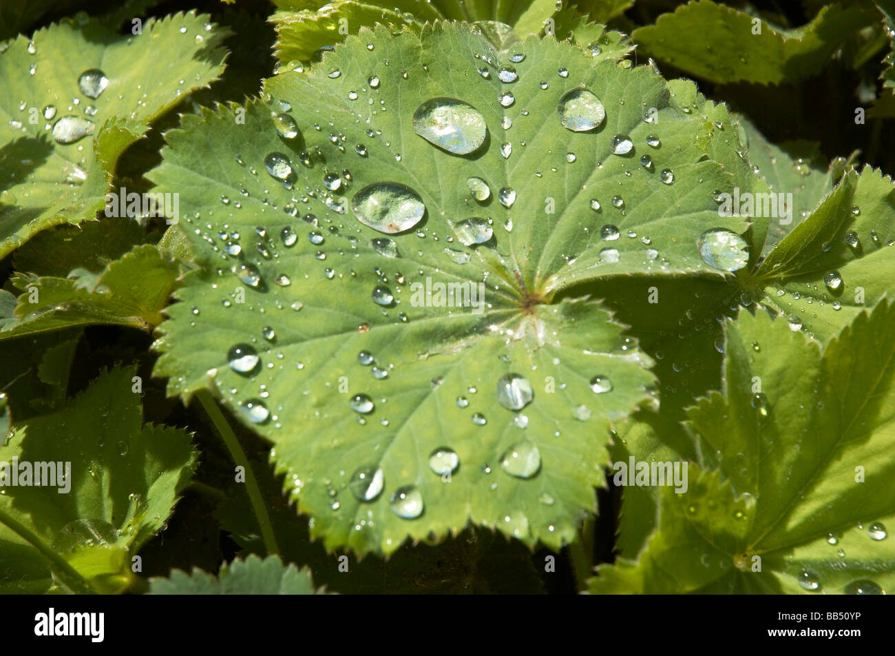 Ladys mantle plant hi-res stock photography and images - Alamy