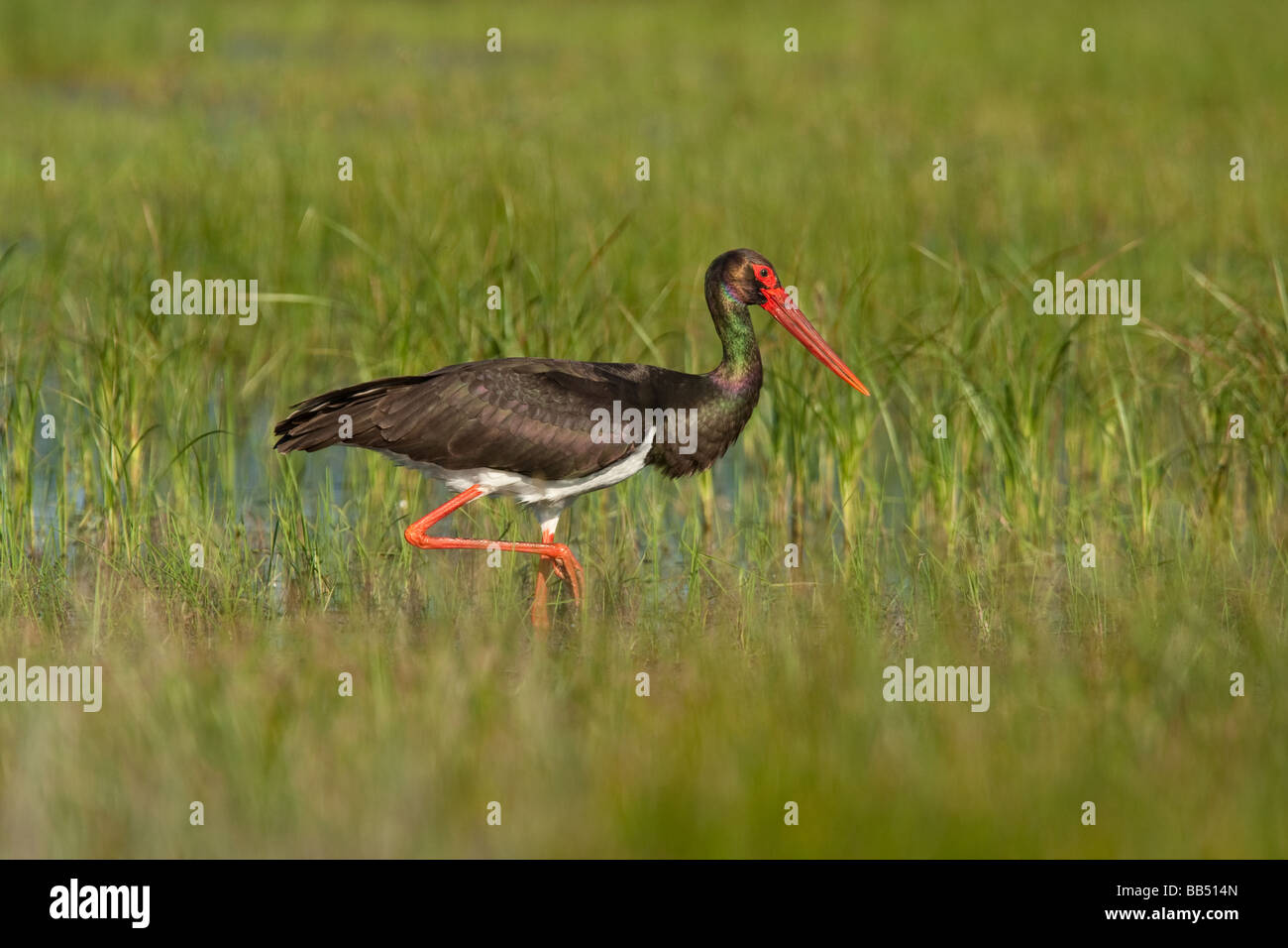 Adult Black Stork (Ciconia nigra) wading through marsh, Lesvos,Greece Stock Photo