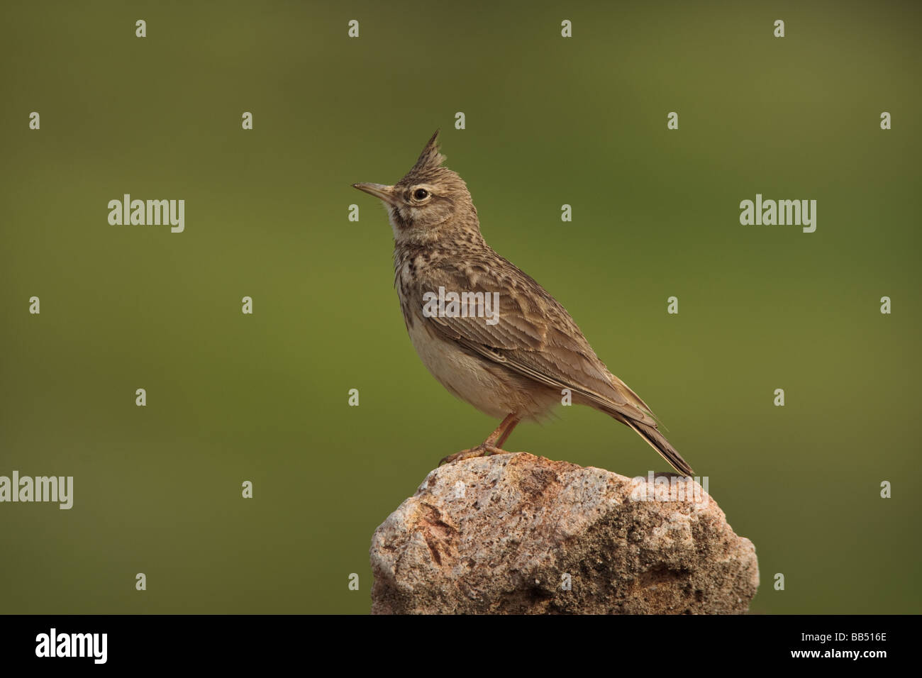 Crested Lark (Galerida cristata) perched on a rock, Lesvos Greece Stock Photo