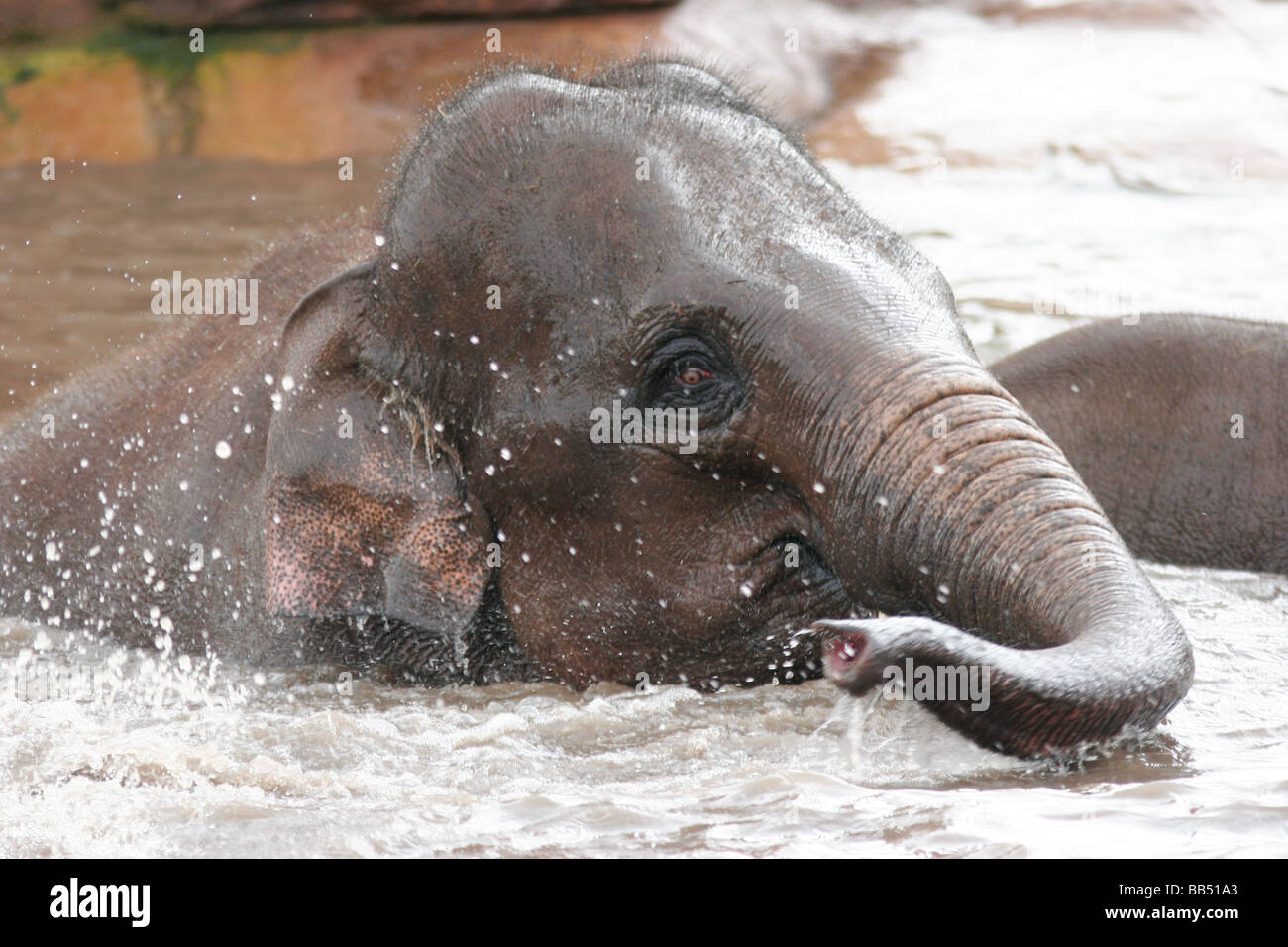 Asian Elephant youngster playing in water Stock Photo