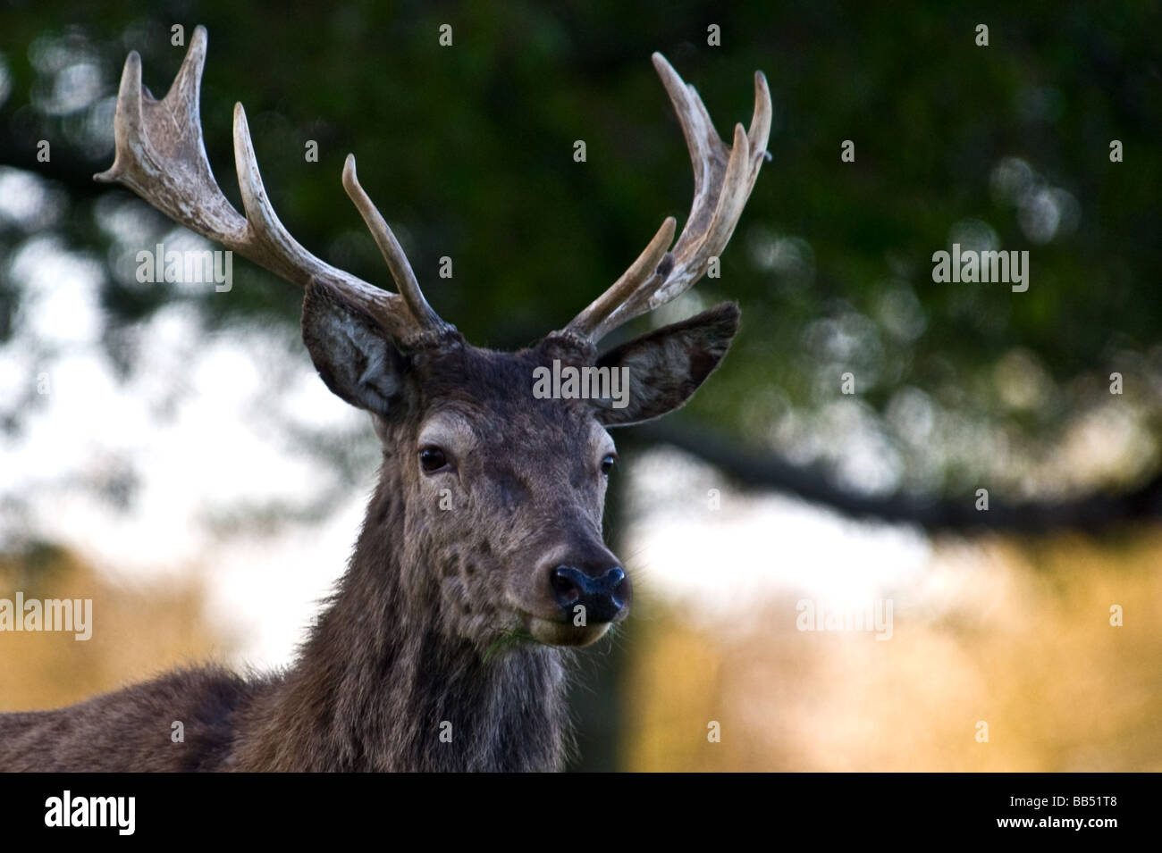 Red deer portrait Stock Photo