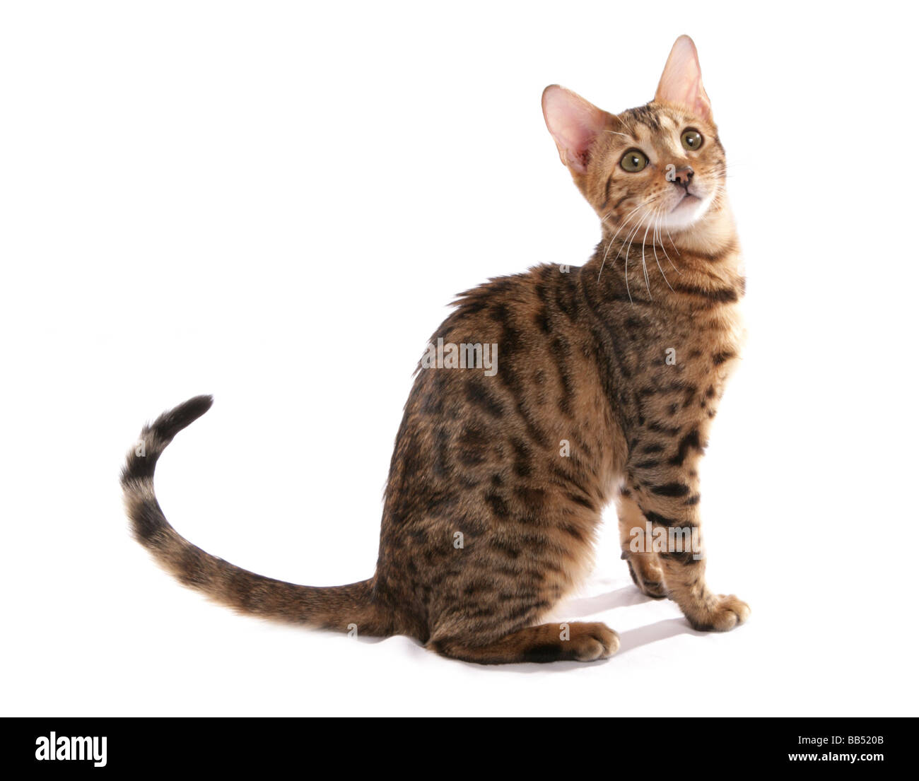 Brown spotted Bengal kitten - Hypoallergenic Cat - Bengal Cats for