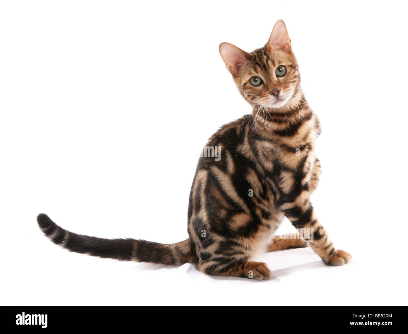 marbled bengal cat sitting with paw up studio Stock Photo