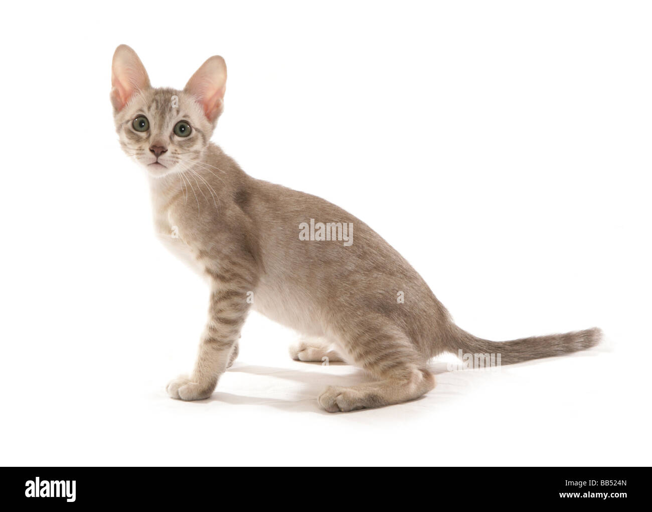 Blue Tabby Mink Tonkinese male kitten sitting portrait studio Stock